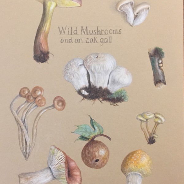 Wild mushrooms, latest version 