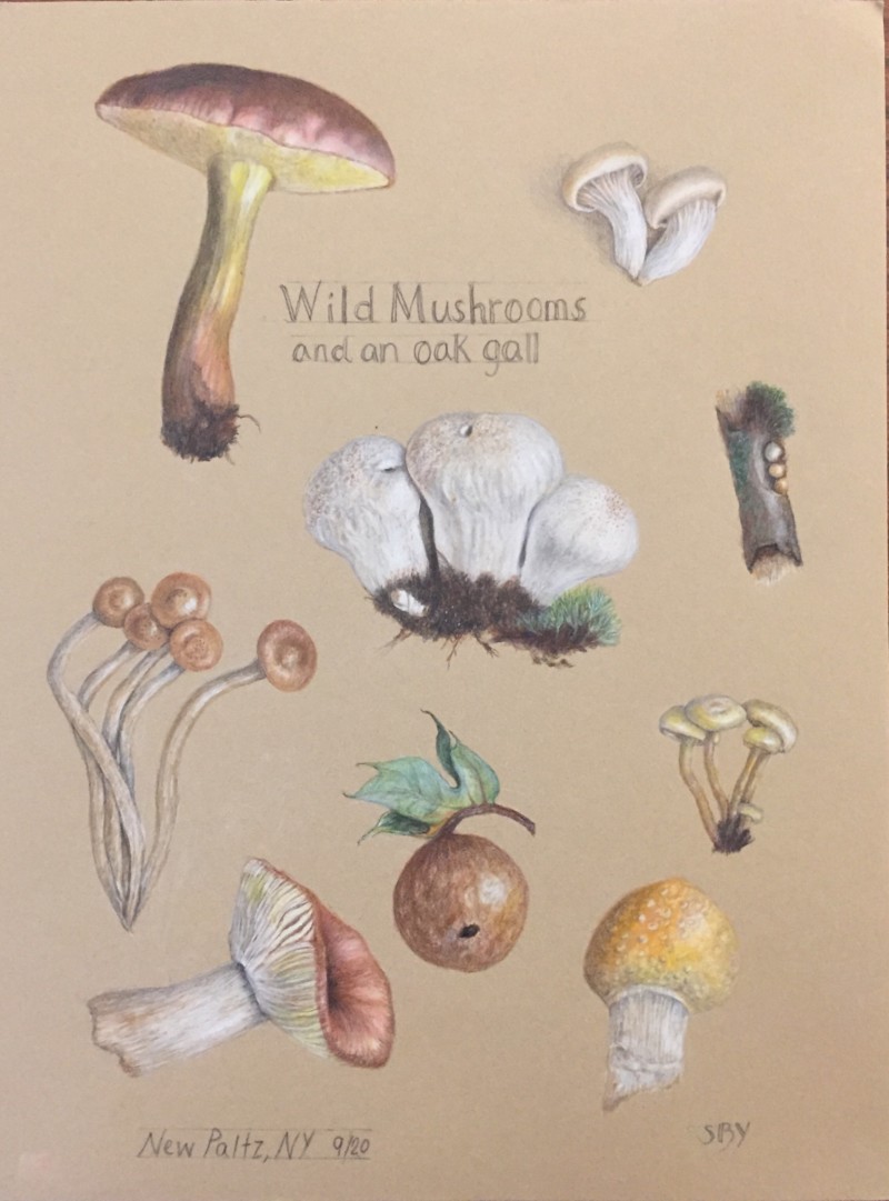 wild-mushrooms-latest-version-2