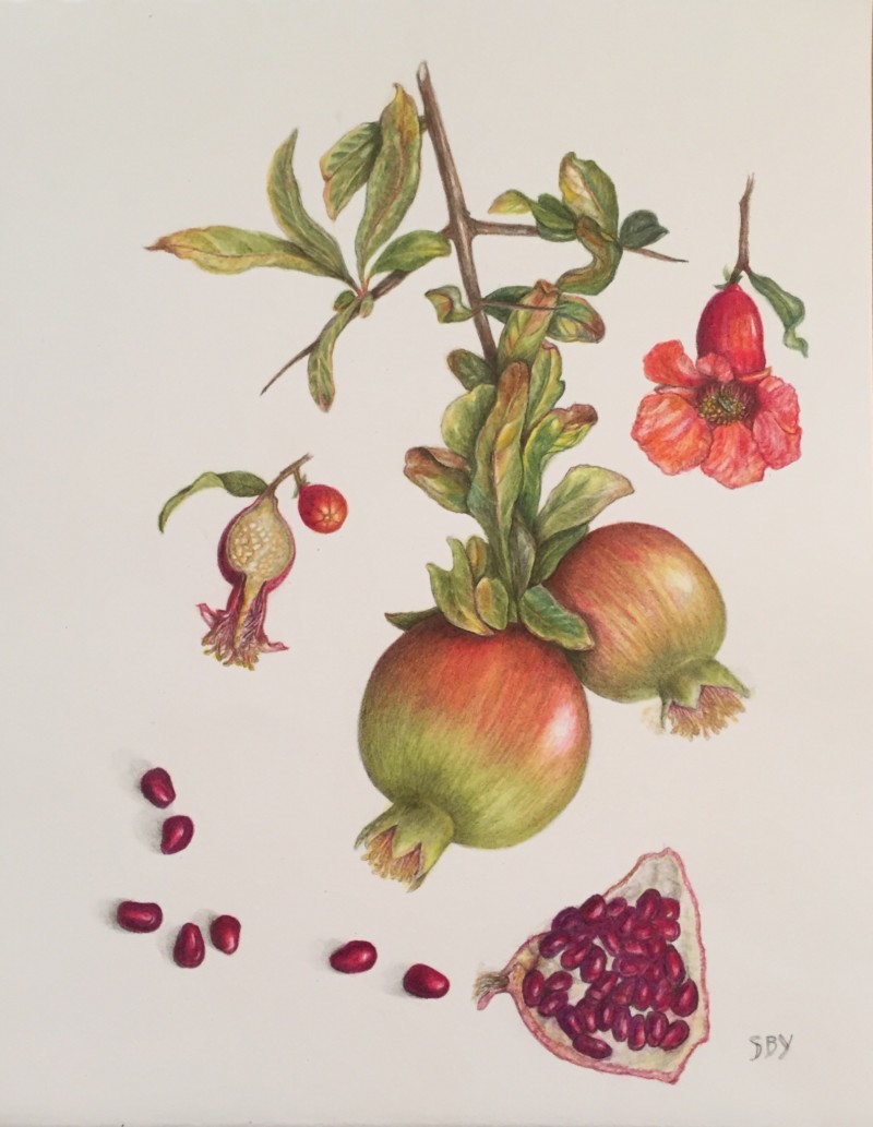 pomegranate-with-more-toning-on-flower-and-section-added