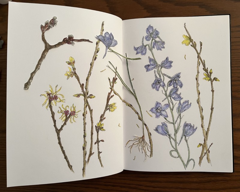 windy-spring-with-florists-delphinium