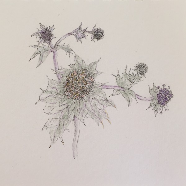 sea holly, 2