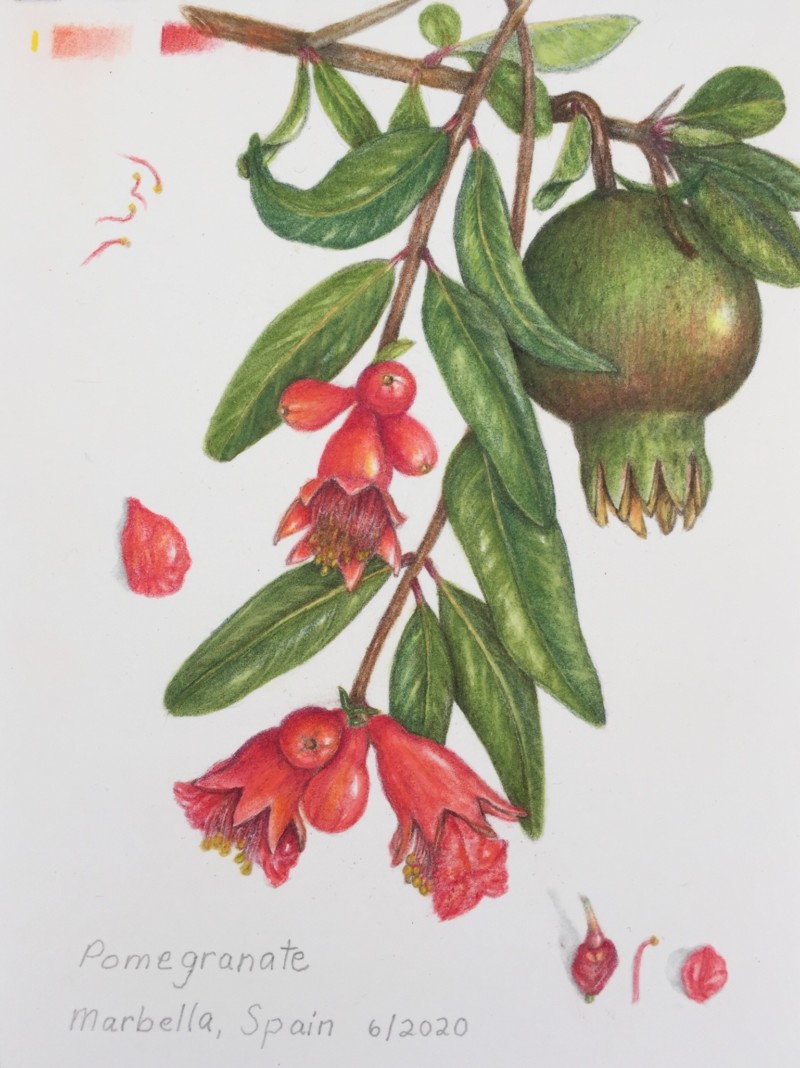 pomegranate-with-petals-and-stamens