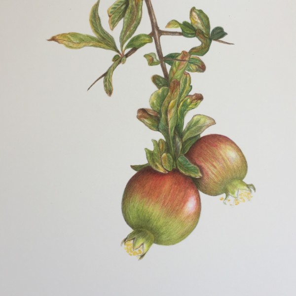 Pomegranates