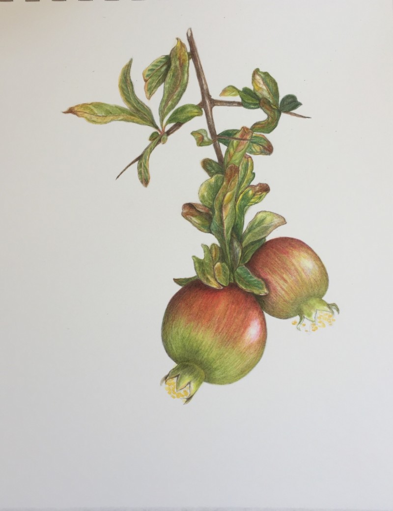 pomegranates