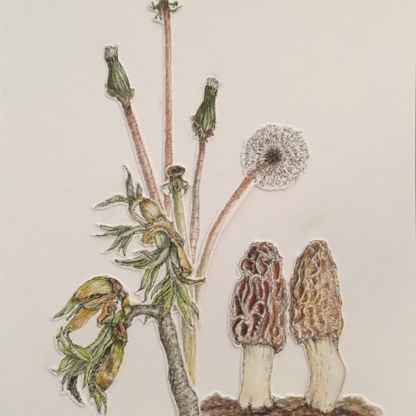 Morels and friends 