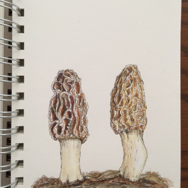 Morels, found today 