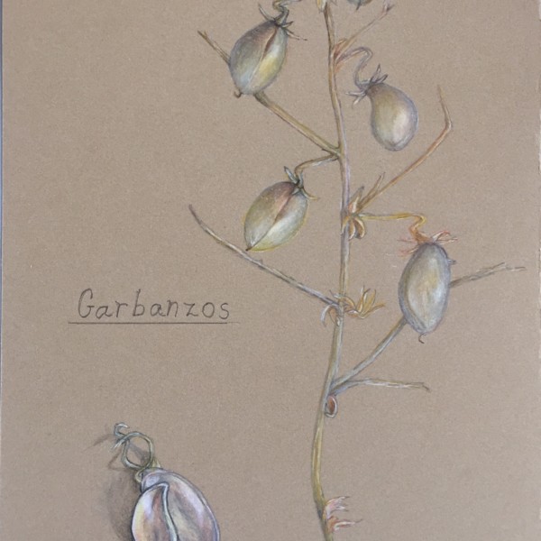 Garbanzos 