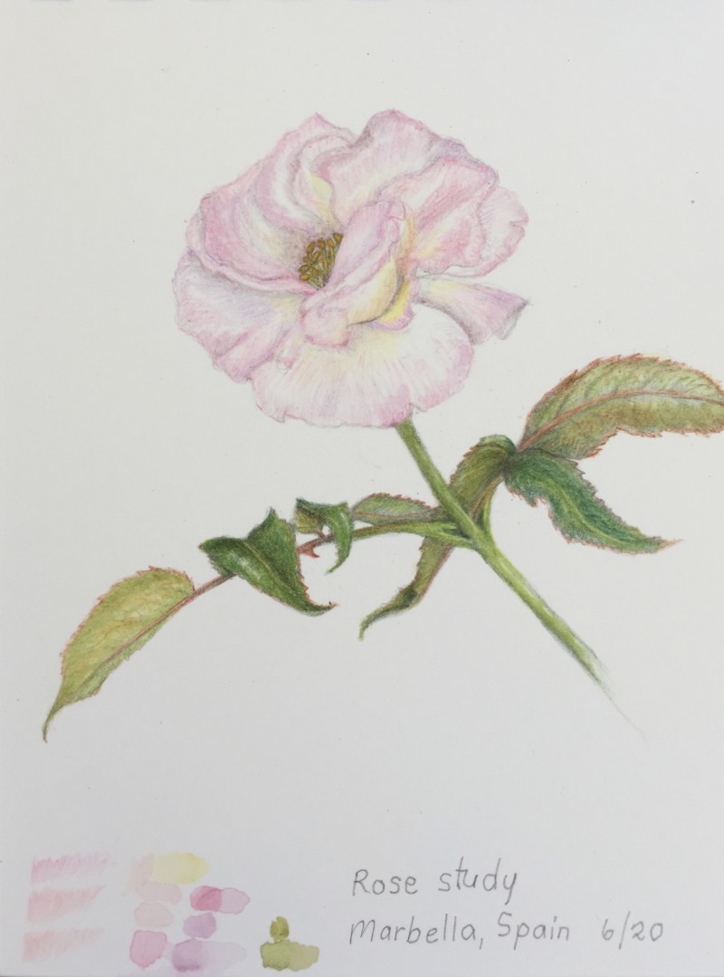 rose-study-2