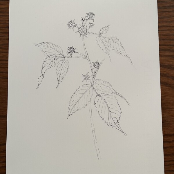 Wild berries, in progress or will do another and leave this