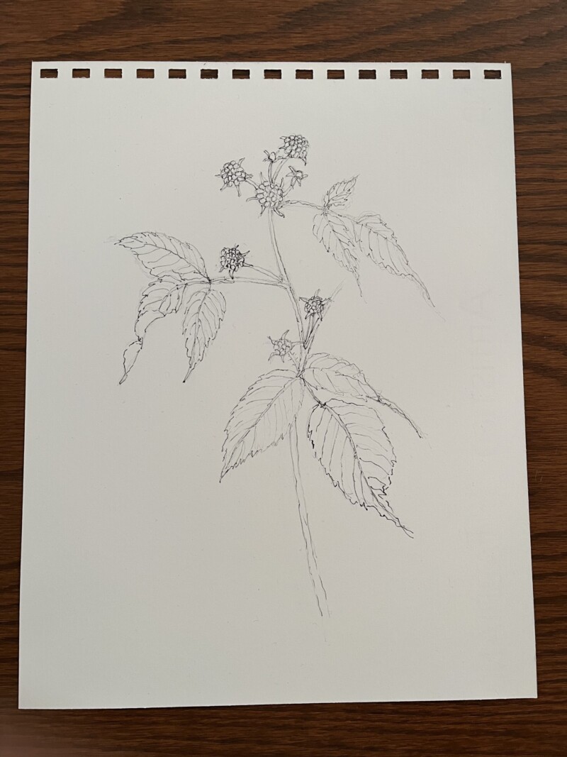 wild-berries-in-progress-or-will-do-another-and-leave-this