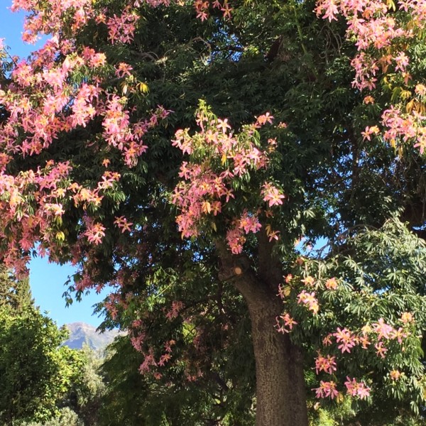 Silk floss tree in bloom