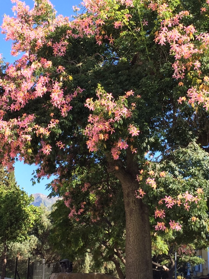 silk-floss-tree-in-bloom-2