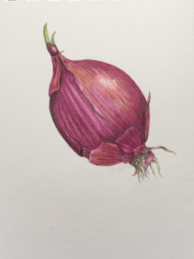 red-onion-study-with-roots