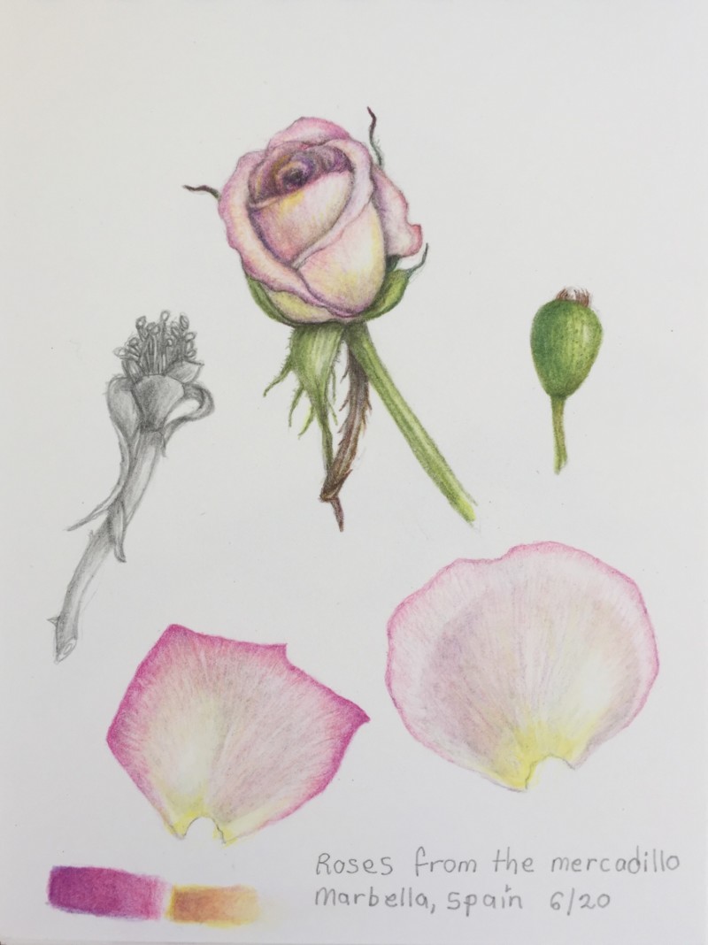 rosebud-study