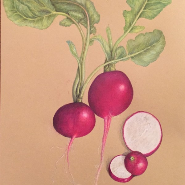Radishes, leaves toned