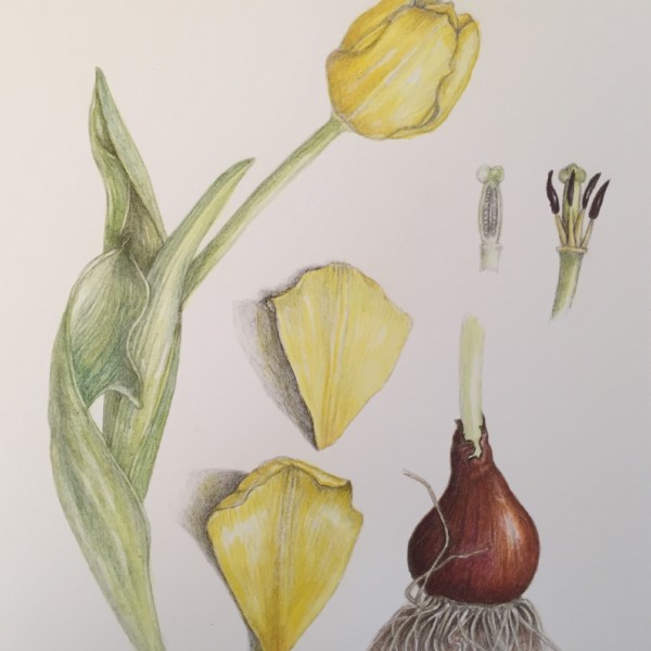 Tulip studies 