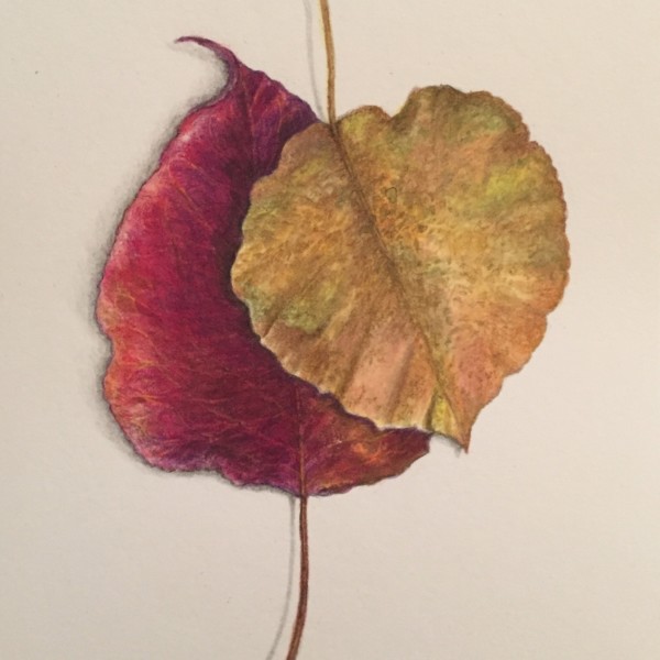 Bradford pear leaves 