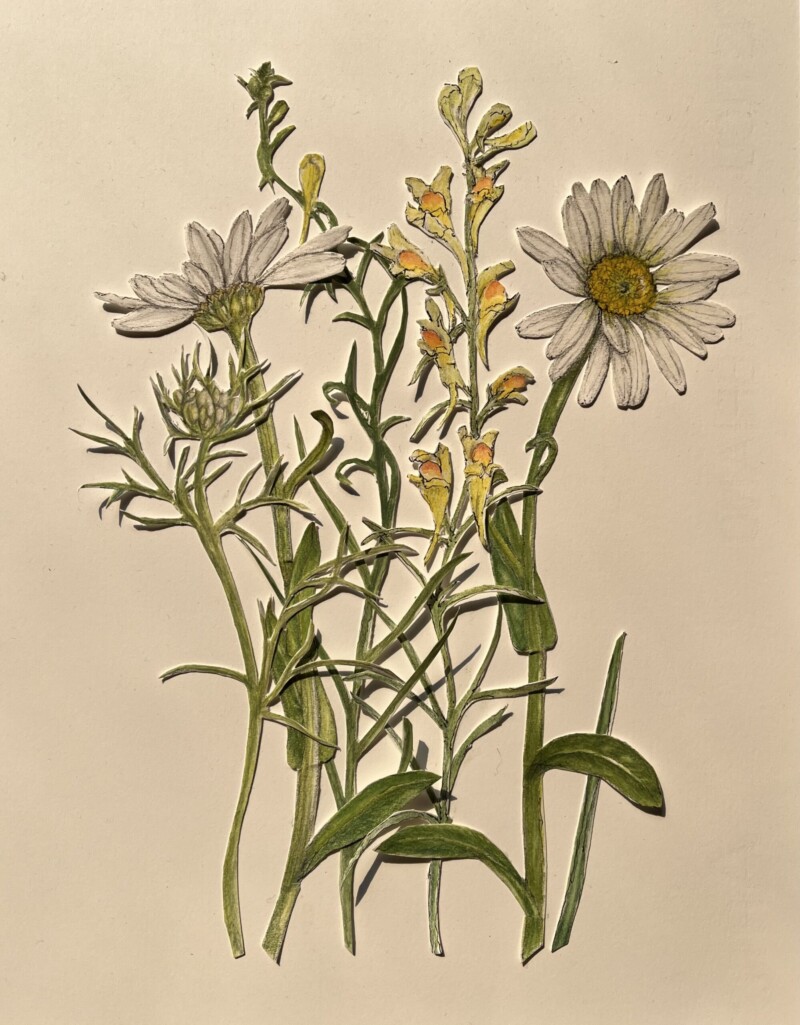 daisies-and-friends