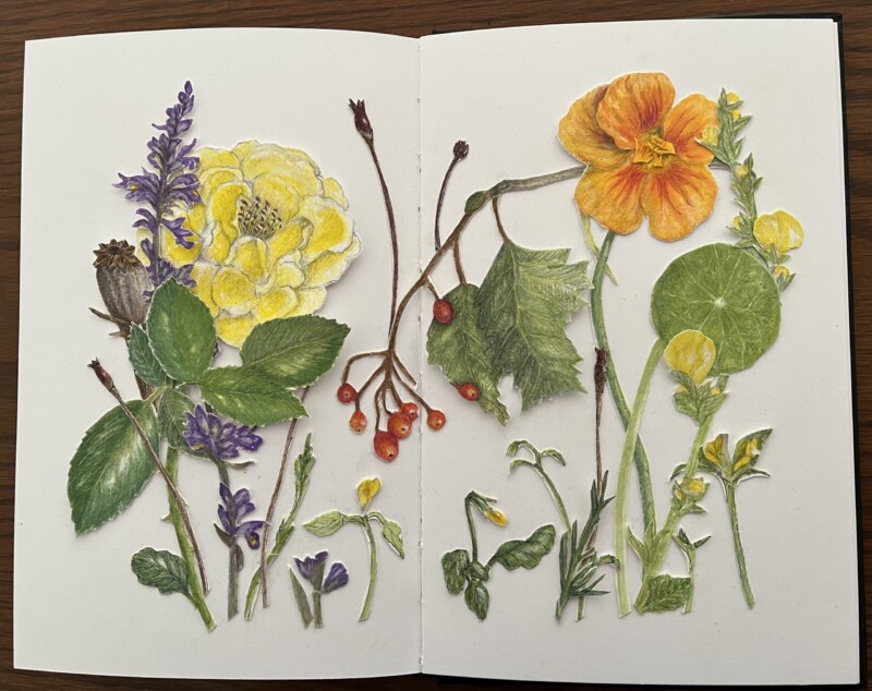 shy-rose-and-bold-nasturtium-rose-leaves-added