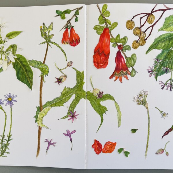 Spring blossoms and seeds 
