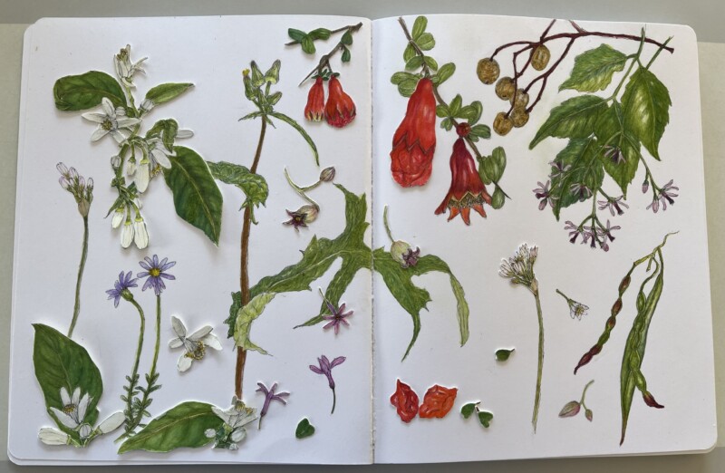 spring-flowers-and-seeds-weighted
