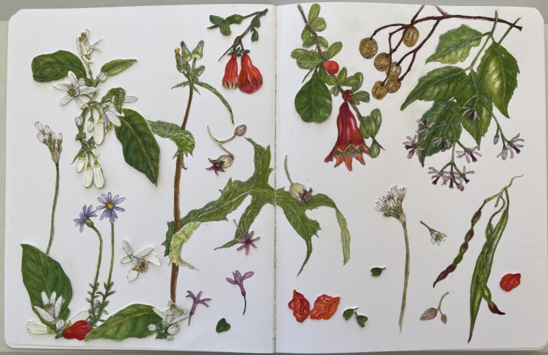 spring-flowers-seeds-latest-version