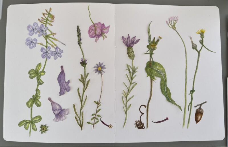 lavendar-and-friends