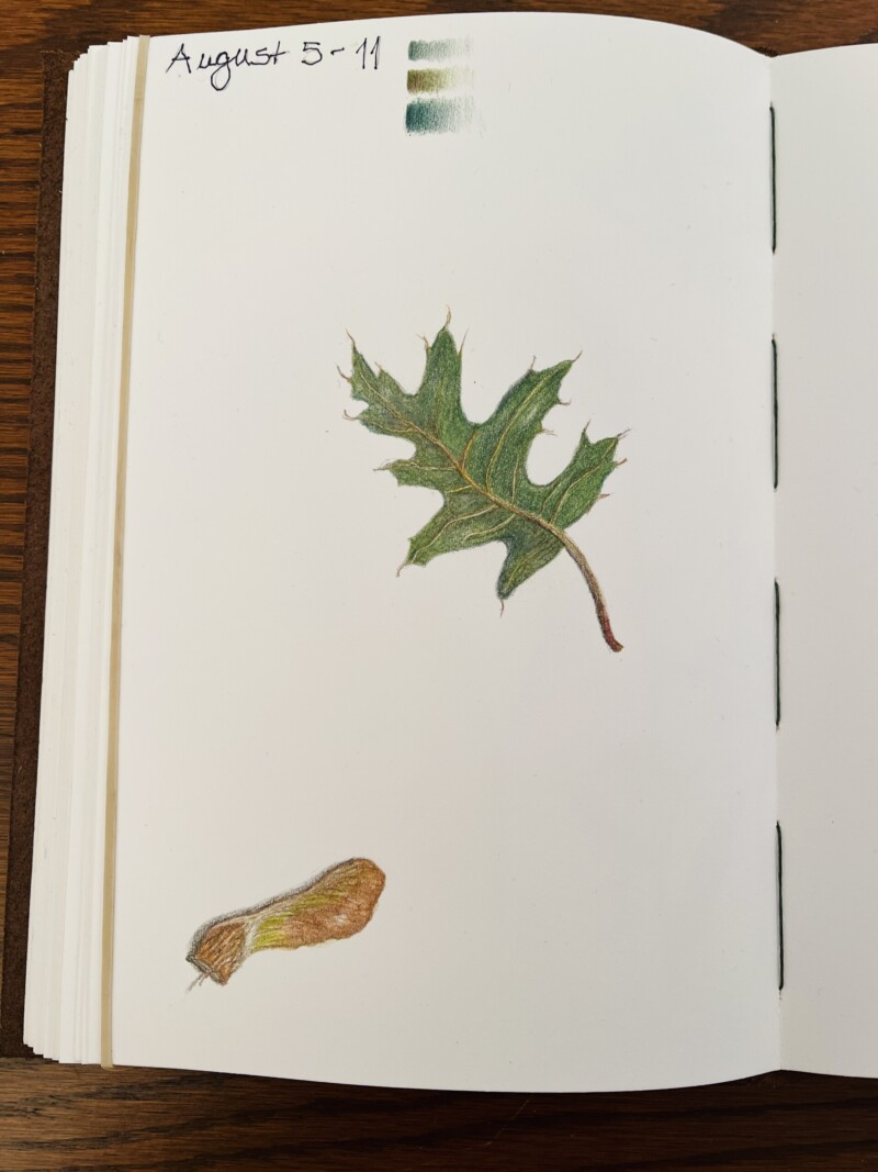 oak-leaf-and-maple-seed-perpetual-journal