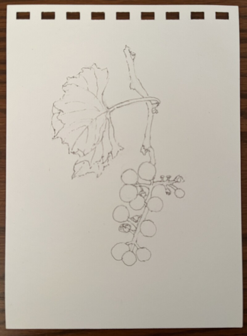 wild-grapes-micron-pen-add-color-or-do-another