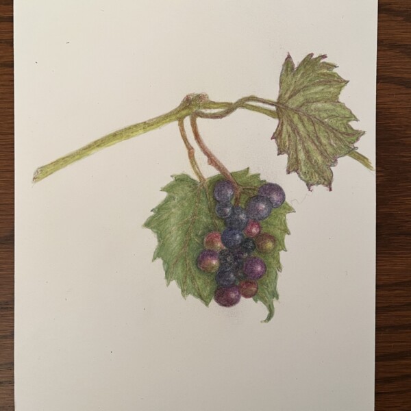 Wild grapes study, to cut out