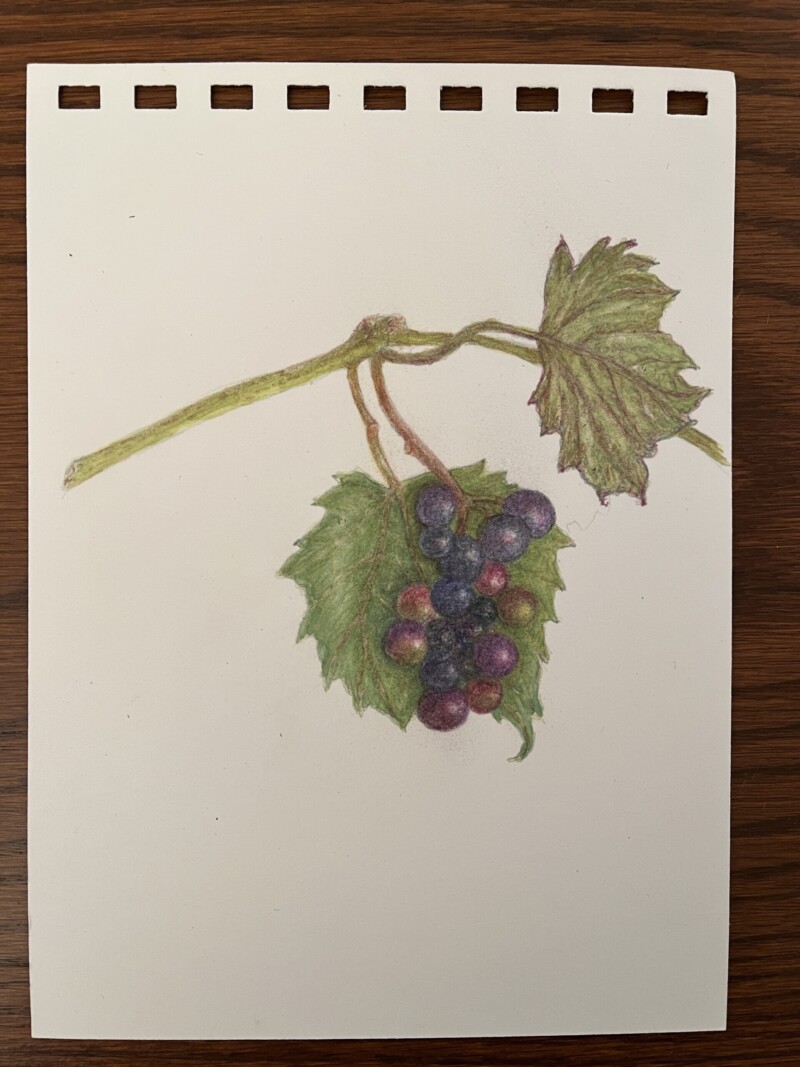 wild-grapes-study-to-cut-out