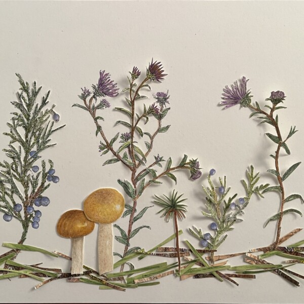 Juniper, asters and more, Mohonk Preserve lands, (not glued)