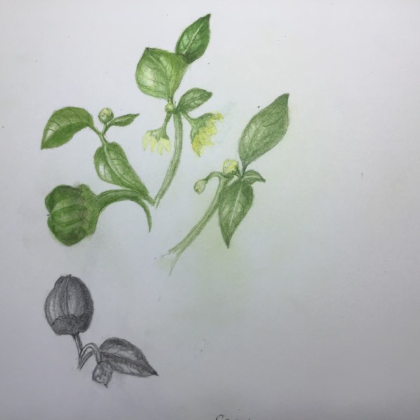 Added veins to leaves