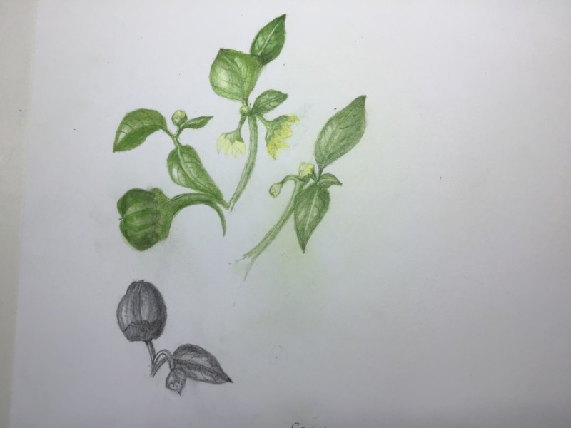 added-veins-to-leaves