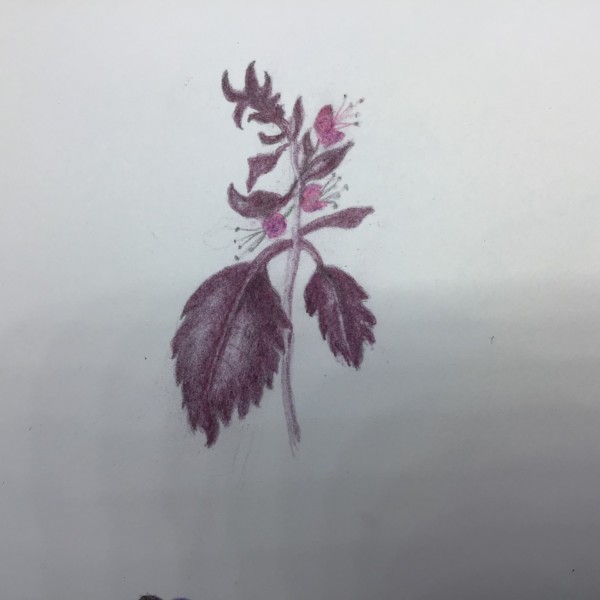 Thai basil