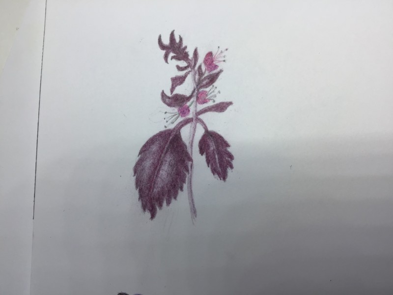thai-basil