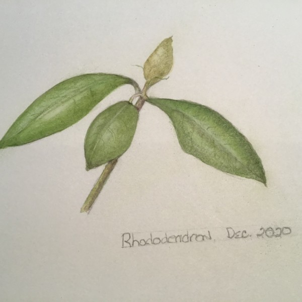 Rhododendron redo