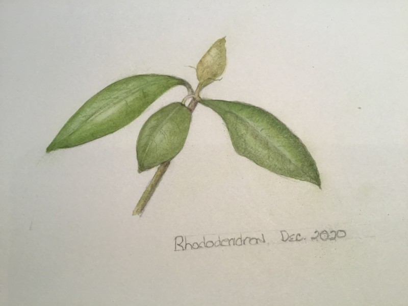 rhododendron-redo