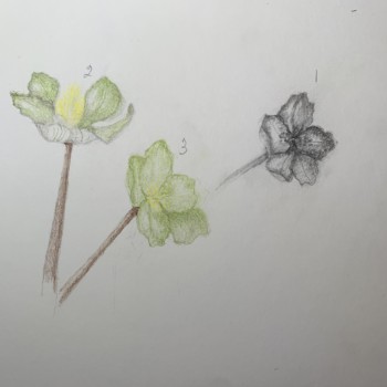 hellebore-4