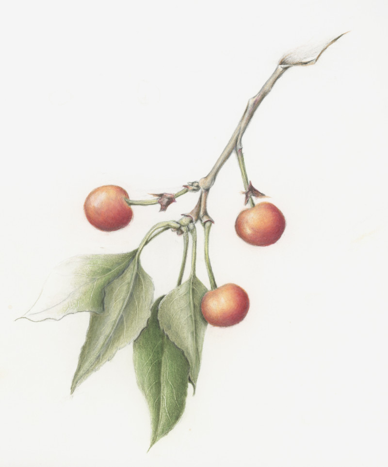 wendyscherries-2