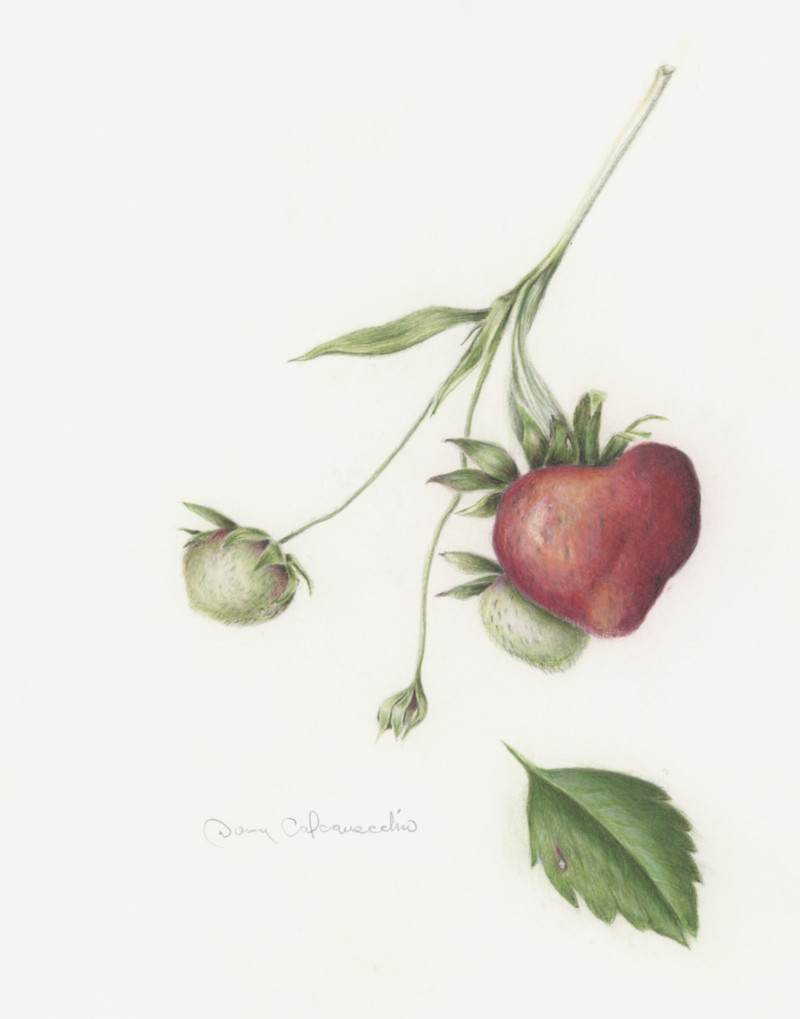 strawberry-2