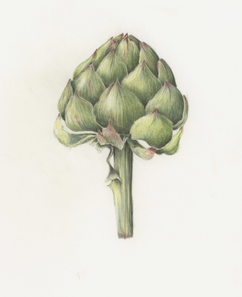 artichoke