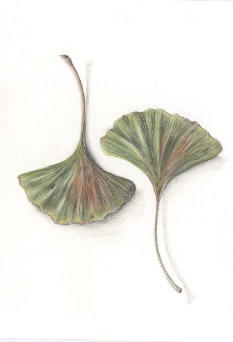 ginko