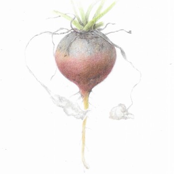 beet