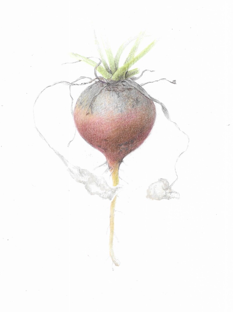 beet