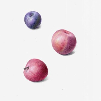 2024-08-15-plums