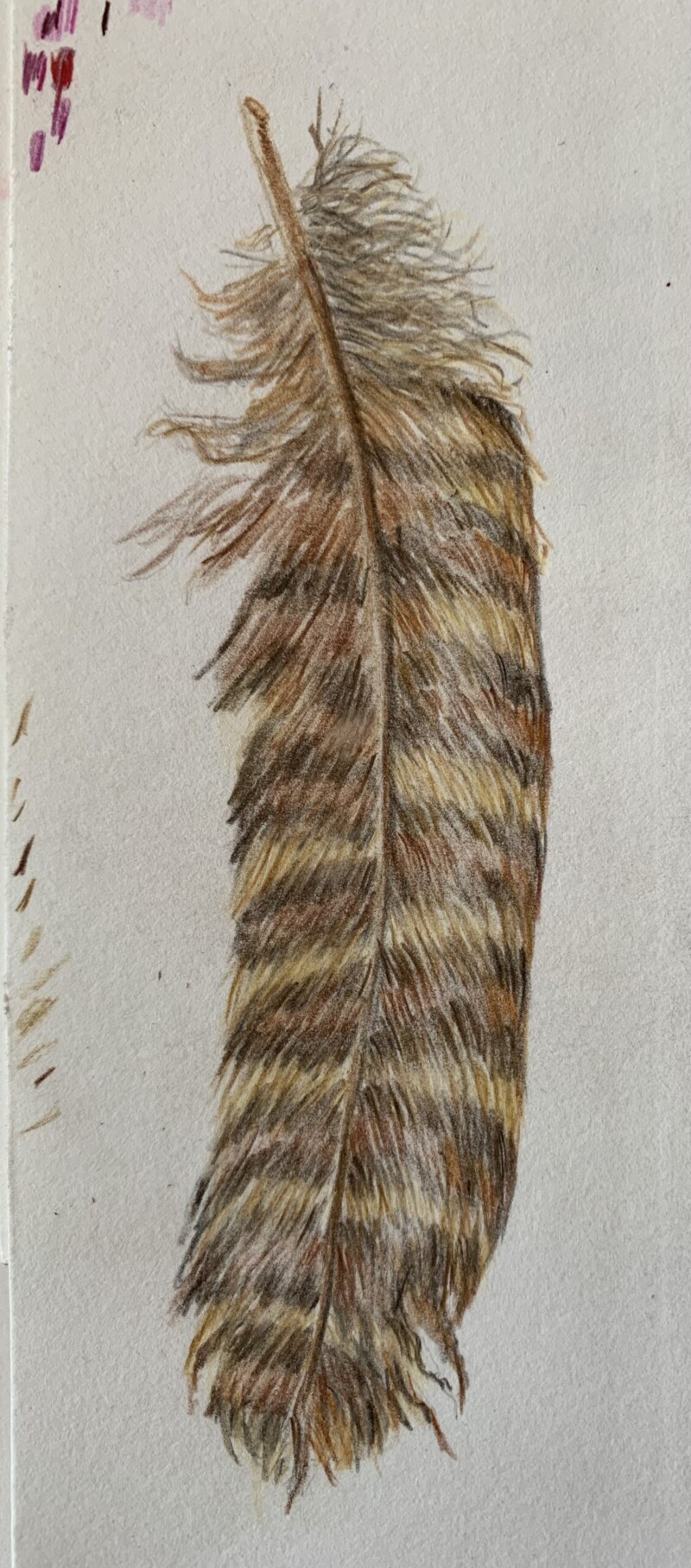 feather-revised