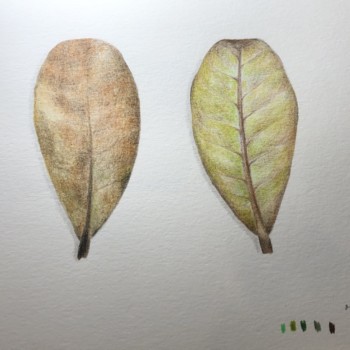 leaves-6