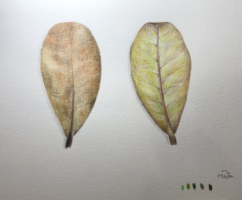 leaves-6