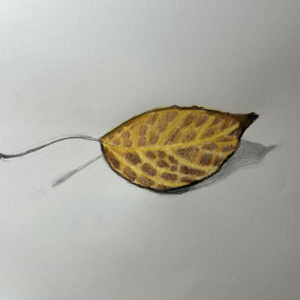 Crab apple leaf, pencil and watercolor
